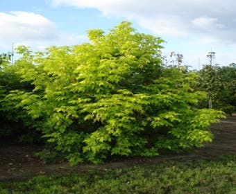 Vederesdoorn (Acer negundo 'Kelly's Gold')