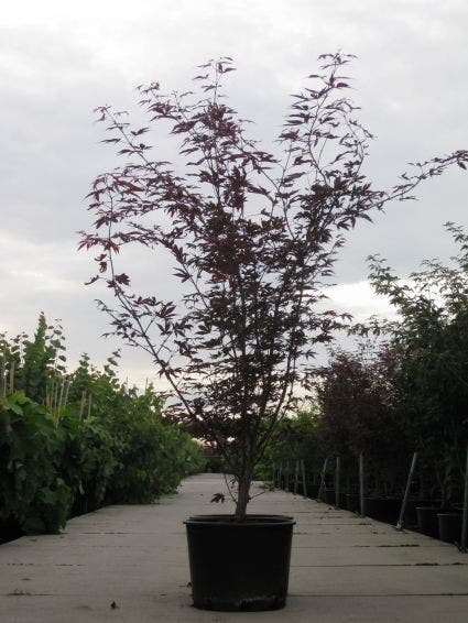 Japanse esdoorn