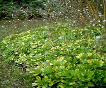 Schildersverdriet (Saxifraga urbium 'Variegata')