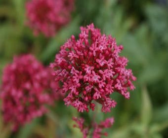 Rode valeriaan (Centranthus ruber 'Coccineus')