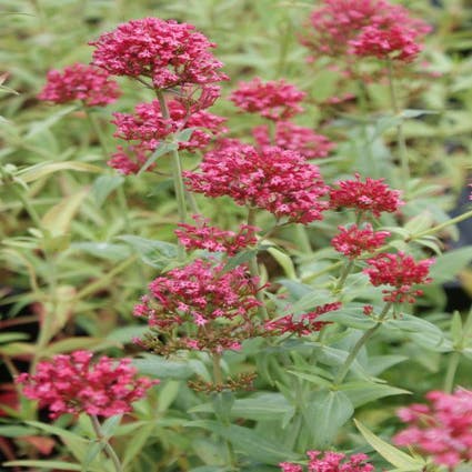 Rode valeriaan (Centranthus ruber 'Coccineus')