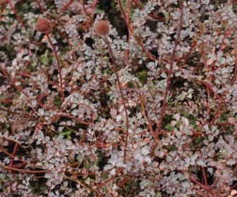 Stekelnootje (Acaena 'Blue Haze')