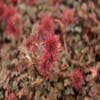 Stekelnootje (Acaena microphylla 'Kupferteppich')