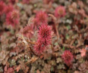 Stekelnootje (Acaena microphylla 'Kupferteppich')