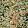 Stekelnootje (Acaena magellanica)