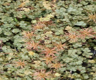Stekelnootje (Acaena magellanica)