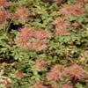 Stekelnootje (Acaena microphylla)