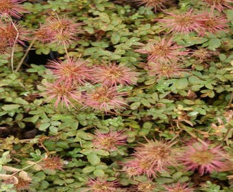 Stekelnootje (Acaena microphylla)