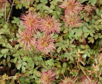 Stekelnootje (Acaena microphylla)