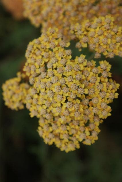 Duizendblad