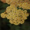 Duizendblad (Achillea millefolium 'Terracotta')