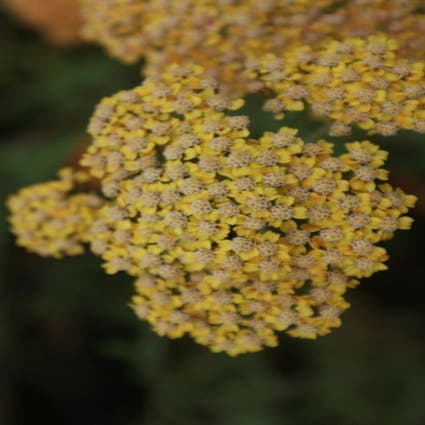 Duizendblad (Achillea millefolium 'Terracotta') Bio