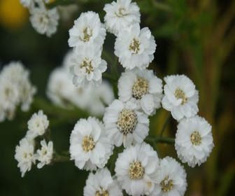 Duizendblad (Achillea ptarmica 'The Pearl')
