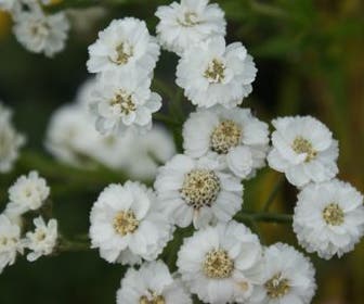 Duizendblad (Achillea ptarmica 'The Pearl')