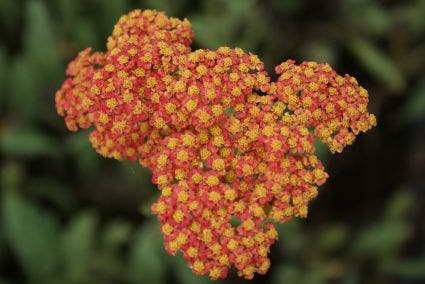 Achillea