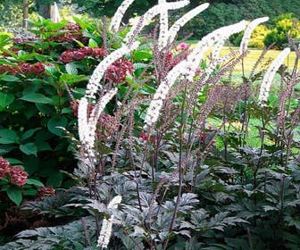 Zilverkaars (Actaea simplex 'Brunette')
