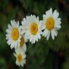 Kamille (Anthemis hybrida 'Sauce Hollandaise')