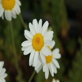 Kamille (Anthemis hybrida 'Sauce Hollandaise')