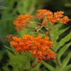 Zijdeplant (Asclepias tuberosa)