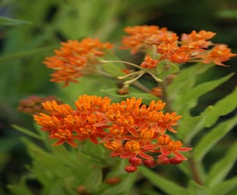 Zijdeplant (Asclepias tuberosa)