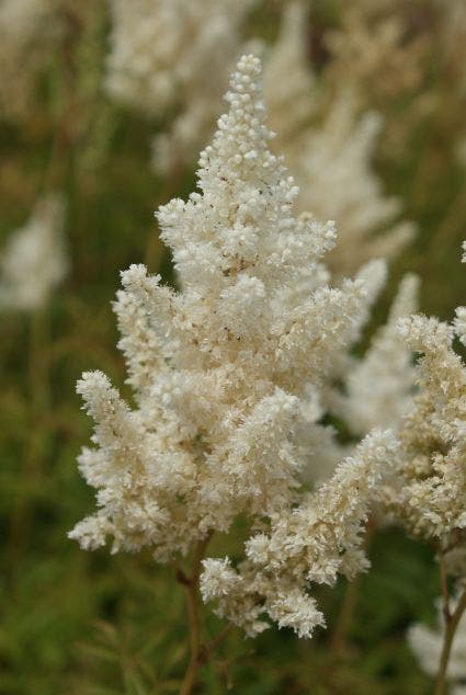 Pluimspirea
