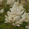 Spirea (Astilbe 'Weisse Gloria')