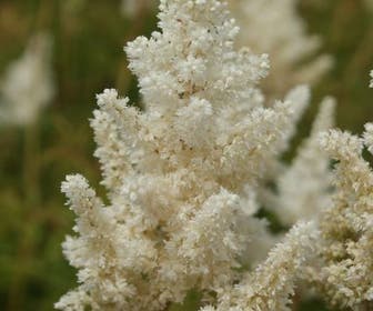 Spirea (Astilbe 'Weisse Gloria')