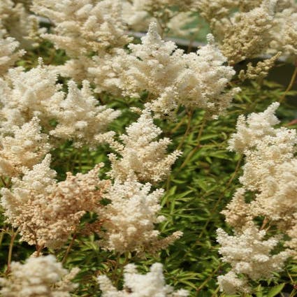 Spirea (Astilbe 'Weisse Gloria')
