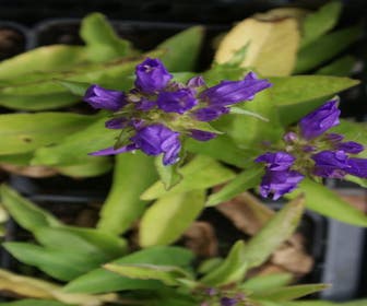 Kluwenklokje (Campanula glomerata 'Superba')
