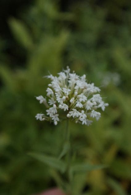 Witte spoorbloem