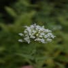Witte Valeriaan (Centranthus ruber 'Albus')
