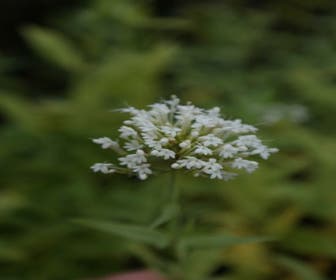 Witte Valeriaan (Centranthus ruber 'Albus')