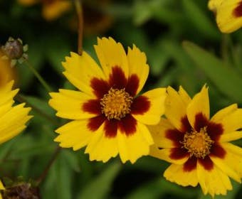 Meisjesogen (Coreopsis lanceolata 'Baby Gold')