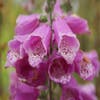 Vingerhoedskruid (Digitalis purpurea)