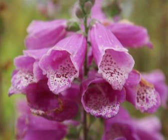 Vingerhoedskruid (Digitalis purpurea)