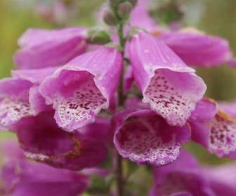 Vingerhoedskruid (Digitalis purpurea)