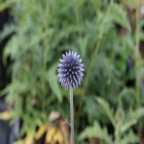 Kogeldistel (Echinops ritro 'Veitch's Blue')