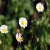 Fijnstraal (Erigeron karvinskianus) BIO