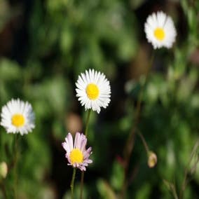 Fijnstraal (Erigeron karvinskianus) BIO