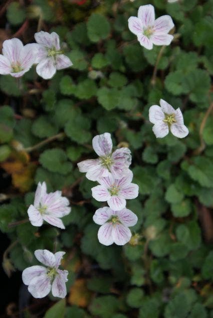 Erodium reichardii 'Album'