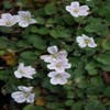 Reigersbek (Erodium reichardii 'Album')