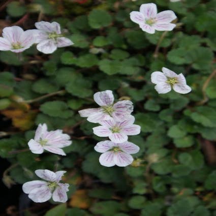 Reigersbek (Erodium reichardii 'Album') Bio