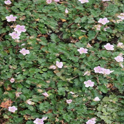 Reigersbek (Erodium variabile 'Roseum')