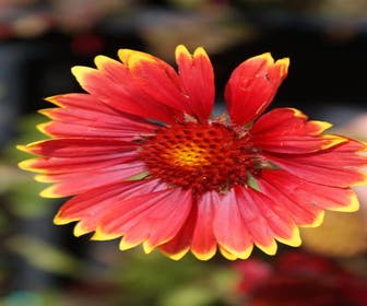 Kokardebloem (Gaillardia 'Burgunder')