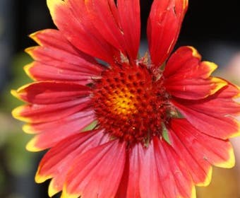 Kokardebloem (Gaillardia 'Burgunder')