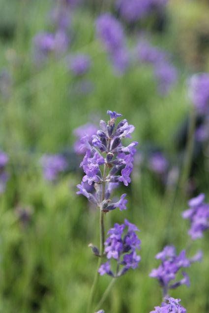 Dwerg blauwe lavendel