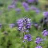 Lavendel (Lavandula angustifolia 'Dwarf Blue')