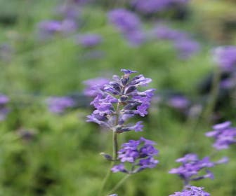 Lavendel (Lavandula angustifolia 'Dwarf Blue')