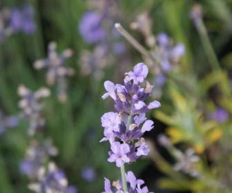 Lavendel (Lavandula angustifolia 'Munstead')