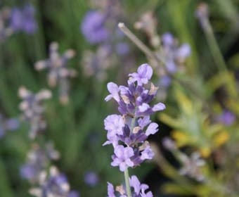 Lavendel (Lavandula angustifolia 'Munstead')